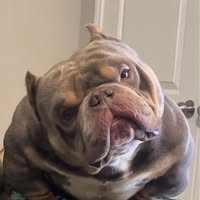Daniel Lamar's profile image