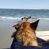 Shona Cole's profile image