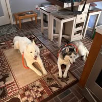 Carl Rost's profile image