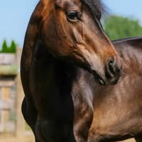 Sandra Turner's profile image