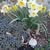 Carol Helfrich's profile image