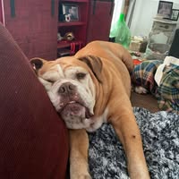 Joni Bridges Sanchez's profile image