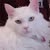 Tammy Morris's profile image