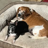 All Paws Rescue's profile image