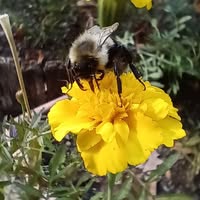 Mary Ann Roso's profile image