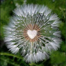 Shirley P.'s profile image