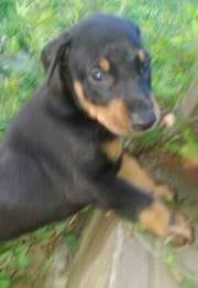 Angie I.'s profile image