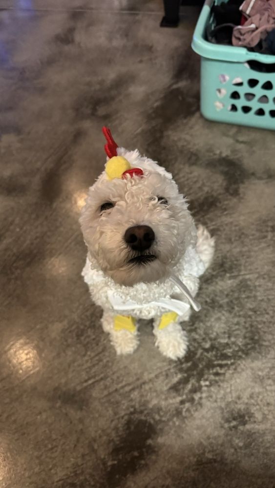 Brandon K.'s profile image