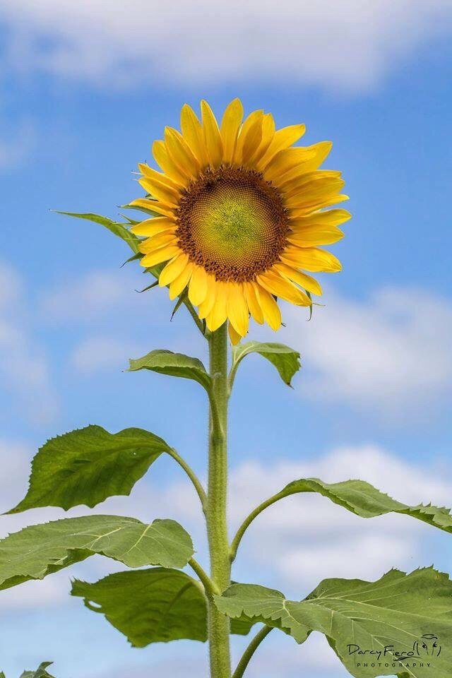 Sue J.'s profile image