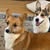 Kathy Decato's profile image