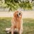 Vincent Goldens's profile image