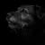Rhona Shaw's profile image
