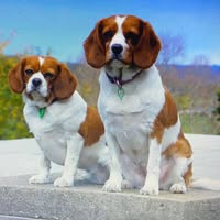 Elisabeth Batchelor's profile image