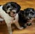Cheryl Reinke FitzGerald's profile image