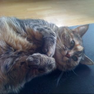 Katie D.'s profile image