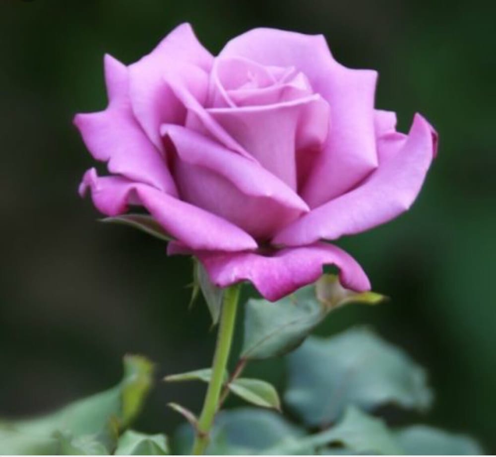 Rose M.'s profile image