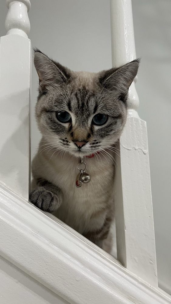 St240Jo C.'s profile image