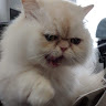 Yahr H.'s profile image