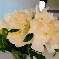 Diane Davis's profile image