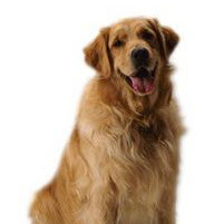 Duke Campbell's profile image