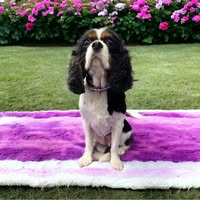 Kris Gray's profile image