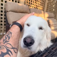 Ray Panice's profile image