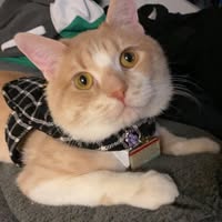 Pineda Velázquez Vic's profile image