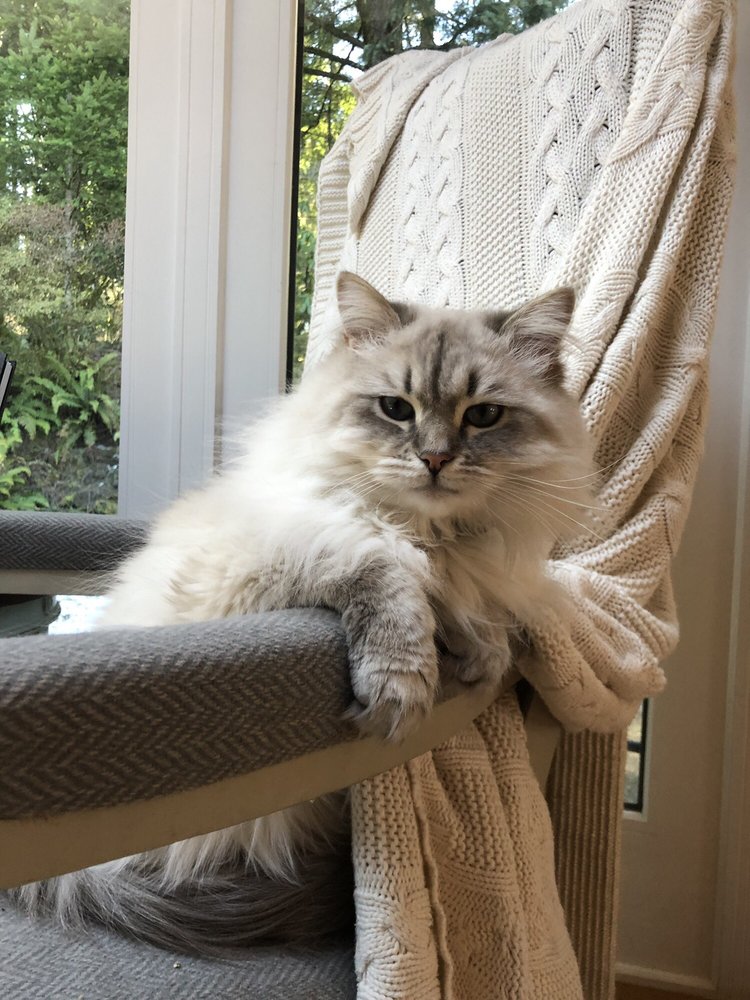 D Z.'s profile image