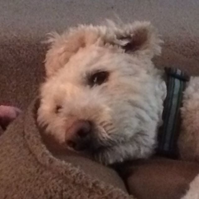 Tara V.'s profile image