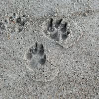 Amy Bair's profile image