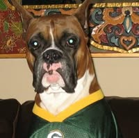 Linda Kulow Adellins Boxers's profile image