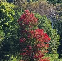 Kaite Reidy Schaal's profile image