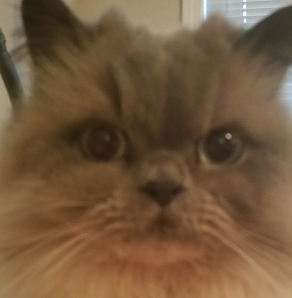 Bellevue C.'s profile image