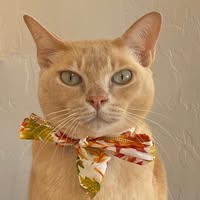 Liane Bijsterveld's profile image