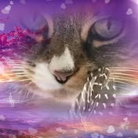 Natalie LaPorte's profile image