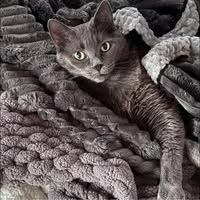 Nikki Middelkamp's profile image
