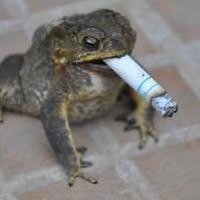 Chris Braun's profile image