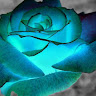 Holly's profile image