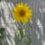 Margaret Blair's profile image