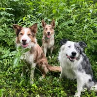Polly Anderson Divens's profile image