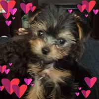 Robin Middleton's profile image