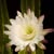 Catherine Swan's profile image