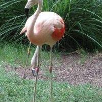 Tammy Henry's profile image