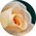 Stella Wang's Profile Image