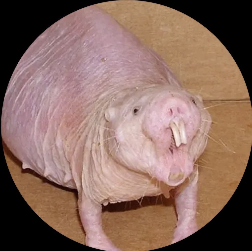 N O.'s profile image