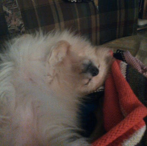 Ivy Tempest (Master T-rex)'s profile image