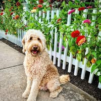 Nicole Gillis's profile image