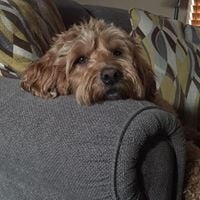 Laurie M.'s profile image