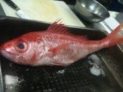 Chris K.'s profile image