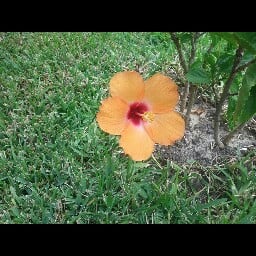 Anna S.'s profile image